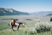 Overlooking Lamar Valley