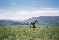 Overlooking Lamar Valley
