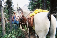 The prettiest horse in the world.