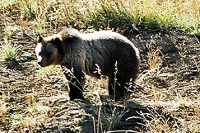 Grizzly Bear