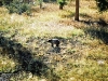 Grizzly Bear