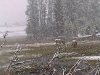 yellowstonewrangler-27