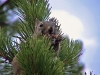 yellowstonewrangler-32