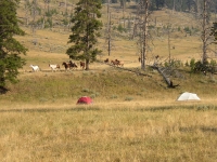 yellowstonewrangler-51