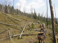 yellowstonewrangler-52