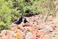 yellowstonewrangler-53