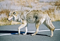 Coyote crossing the road