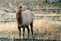 Bugling Elk bull in Yellowstone