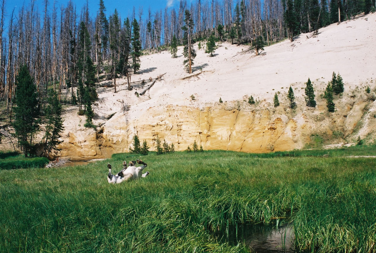 Horses in beautiful Yellowstone scenery