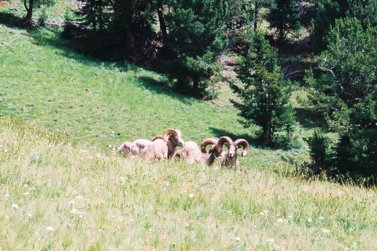 Bighorn Sheep in Yellowstone