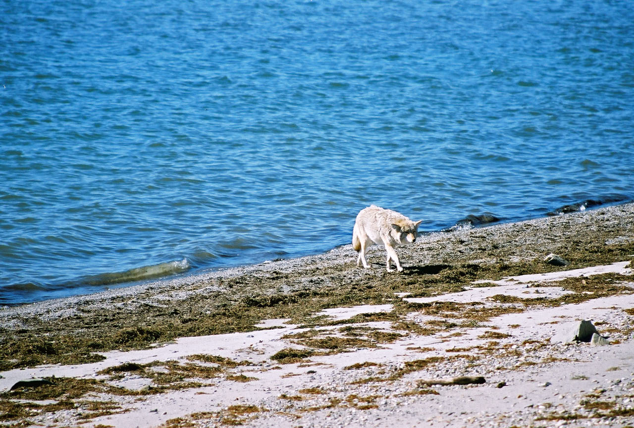 Coyote taking a sip of water